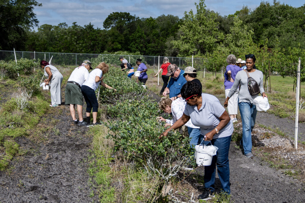 Clients are seen standing on either side of a row of blueberries bushes, picking berries, at Blue Bayou Farms.