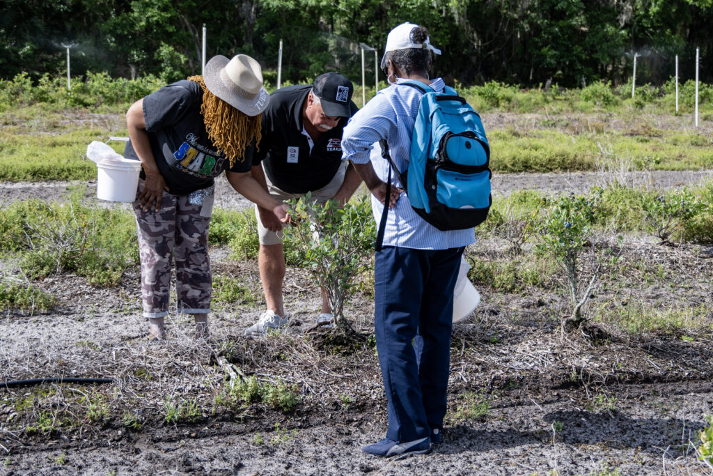 Three people lean over and look at small blueberry bush at Blue Bayou Farms